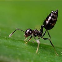 Crematogaster brunneippenis (africa)exotic ants
