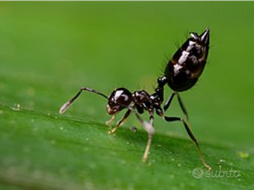 Crematogaster brunneippenis (africa)exotic ants