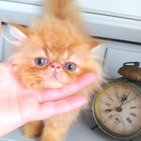 Disponibili cuccioli di persiano