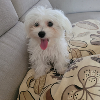 Cucciolata maltese