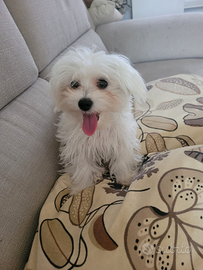 Cucciolata maltese