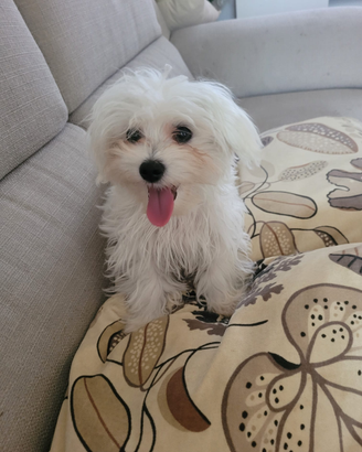 Cucciolata maltese