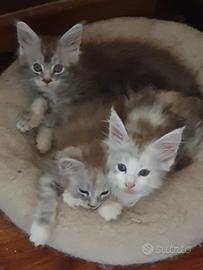 Maine coon cuccioli