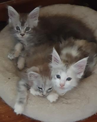 Maine coon cuccioli