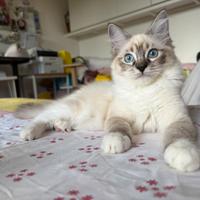 Cucciola Ragdoll CHERRY