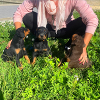 Cucciolo di dobermann