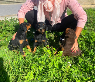 Cucciolo di dobermann