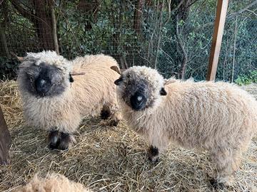 Pecore naso nero del vallese