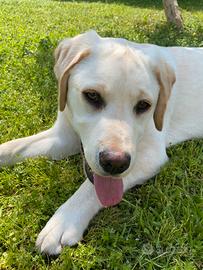 Labrador