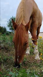 Cavallo castrone argentino