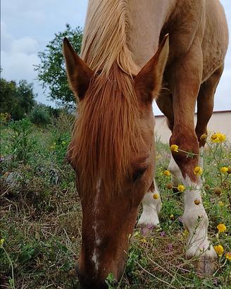 Cavallo castrone argentino