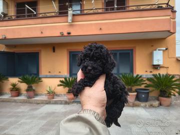 Barboncino mini toy nero femmina anche a rate