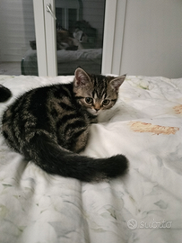 British shorthair cuccioli