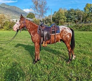 Cavallo appaloosa