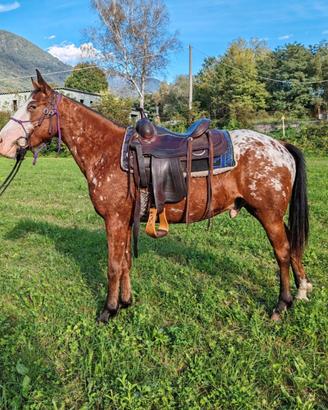 Cavallo appaloosa