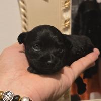 Cucciola Maltipoo nera toy