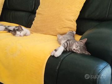Gattina di due mesi