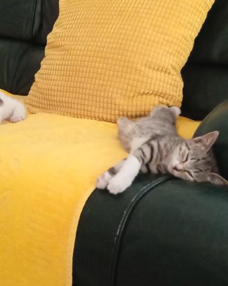Gattina di due mesi