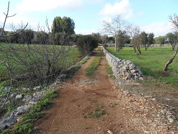 Uliveto in agro Ostuni