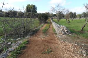 Uliveto in agro Ostuni