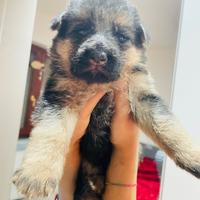 Cucciolata di pastori tedeschi