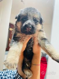 Cucciolata di pastori tedeschi