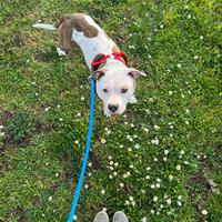 Donazione cagnolina di amstaff 1 anno