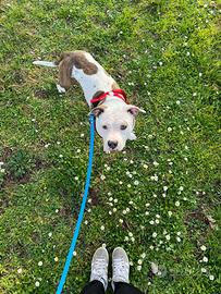 Donazione cagnolina di amstaff 1 anno