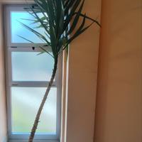 Pianta Yucca grande e in salute 