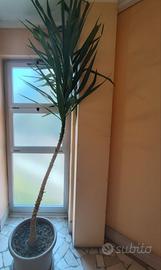 Pianta Yucca grande e in salute 