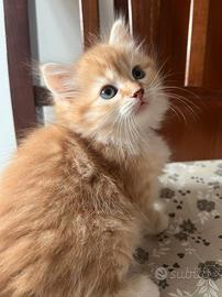 Gatti Siberiani