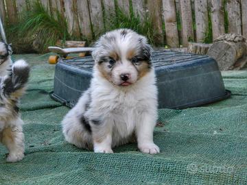 Allevamento riconosciuto di pastore australiano