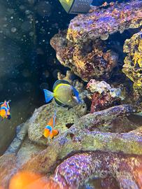 Pesci marini acanturus/ocellaris/viridis