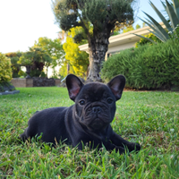 Cuccioli di bouledogue francese con pedigree enci