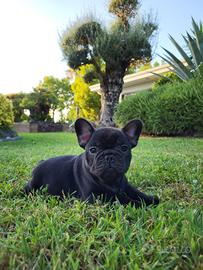 Cuccioli di bouledogue francese con pedigree enci