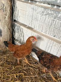 Pulcino incrocio serama