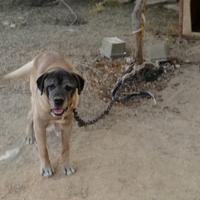 cane corso originale