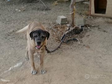 cane corso originale