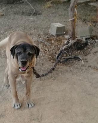 cane corso originale