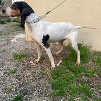 Segugio francese Ariegeois