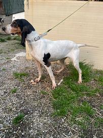 Segugio francese Ariegeois