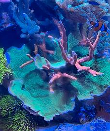 Corallo Montipora fogliosa verde e digitata Bubble
