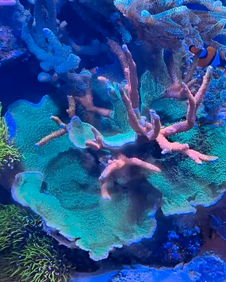 Corallo Montipora fogliosa verde e digitata Bubble