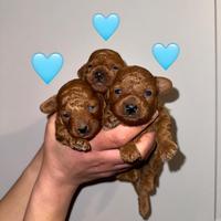 Barboncino Toy Red ENCI