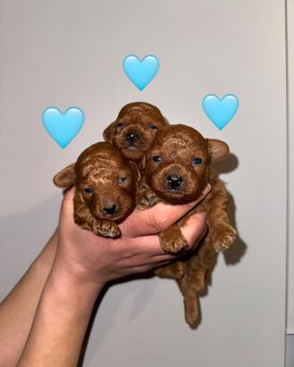 Barboncino Toy Red ENCI