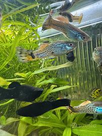 Molly Guppy porta spada