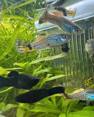 Molly Guppy porta spada