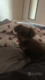 Cucciolo maschio chihuahua
