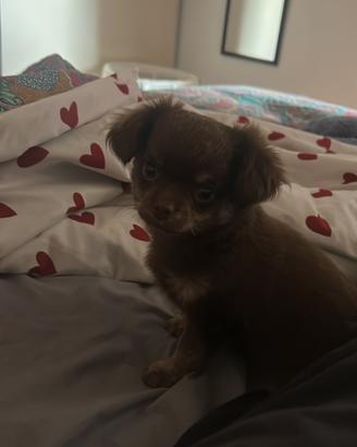 Cucciolo maschio chihuahua
