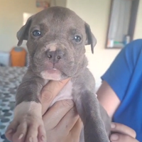 Cucciola pitbull blu